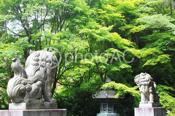 新緑の金蔵寺 新緑の金蔵寺の写真