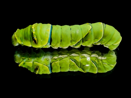 人気ダウンロード 芋虫 イラスト リアル 動物画像無料