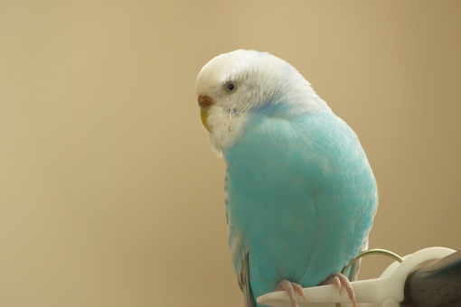 セキセイインコ シルエット イラストの無料ダウンロードサイト シルエットac