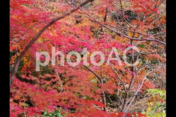 紅葉の林 紅葉の林の写真