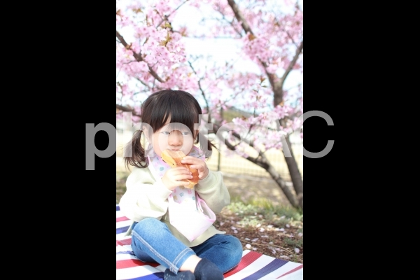 お花見 お花見の写真