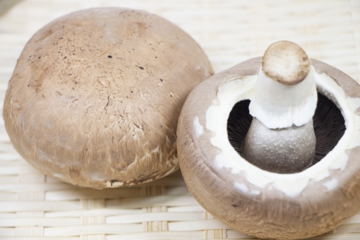 すべての花の画像 新鮮なマッシュルーム 断面