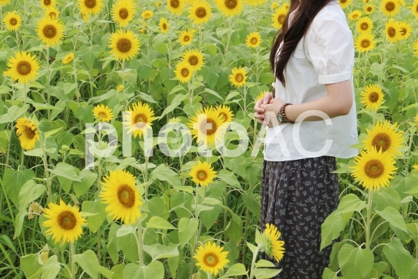 ひまわりと女性 ひまわりと女性の写真