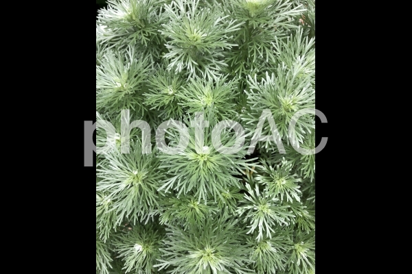 朝霧草 朝霧草の写真