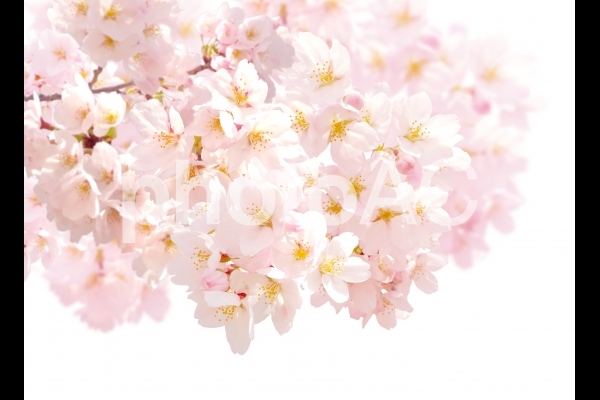 psd桜202001 psd桜202001の写真