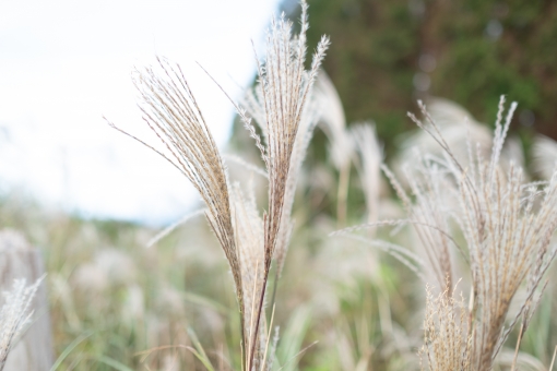 ãac åç ã¤ãç§ãã®ç»åæ¤ç´¢çµæ