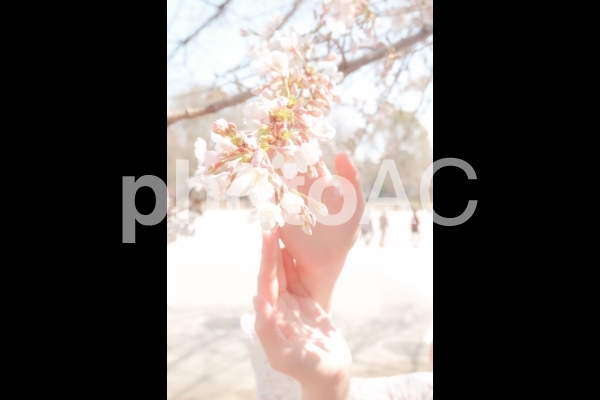 桜と手 桜と手の写真