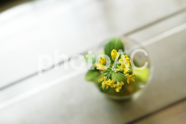 チンゲンサイの花 チンゲンサイの花の写真