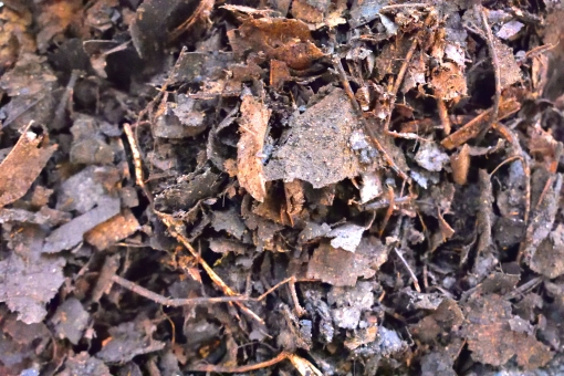 ãac åç èèåãã®ç»åæ¤ç´¢çµæ