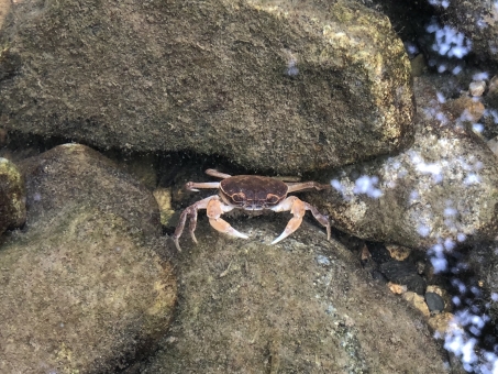 サワガニの写真素材 写真素材なら 写真ac 無料 フリー ダウンロードok