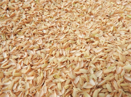 ãac åç ãã¿æ®»ãã®ç»åæ¤ç´¢çµæ