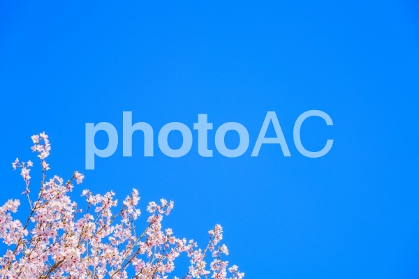 桜と青空 桜と青空の写真