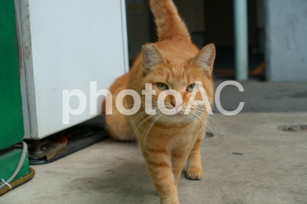 モデル歩き モデル歩きの写真