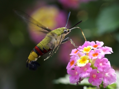 虫話 スズメもかわいいけど スズメガもかわいいぞ 10 26 はたけのおけら 虫話 スズメもかわいいけど スズメガもかわいいぞ 10 26 はたけのおけら
