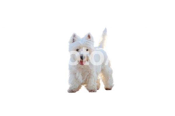 白い小型犬(PSD 背景切抜・透過) 白い小型犬(PSD 背景切抜・透過)の写真