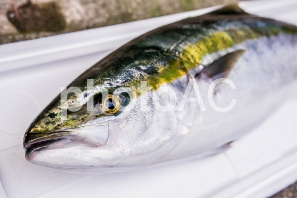 【魚・釣り】ブリ 【魚・釣り】ブリの写真