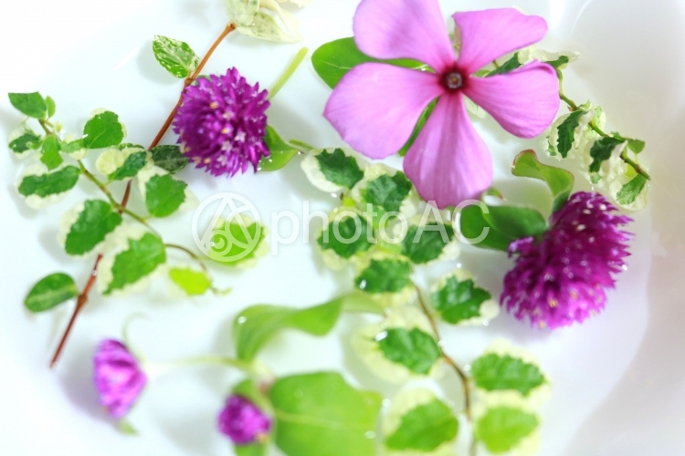 水に浮かべた花たち ナチュラル 花 日日草 背景 壁紙 ナチュラル 千日紅 No 写真素材なら 写真ac 無料 フリー ダウンロードok
