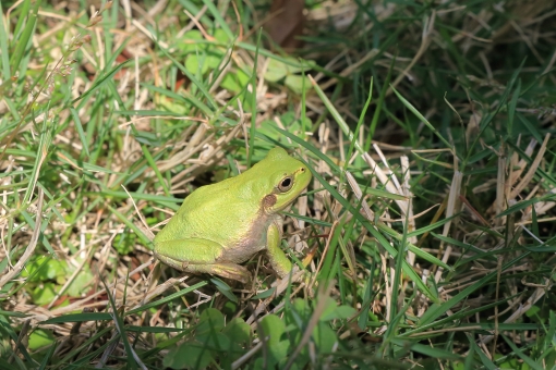 アマガエルイラスト 無料イラストなら イラストac