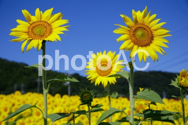ひまわり No 写真素材なら 写真ac 無料 フリー ダウンロードok