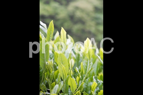 朝の茶畑 朝の茶畑の写真