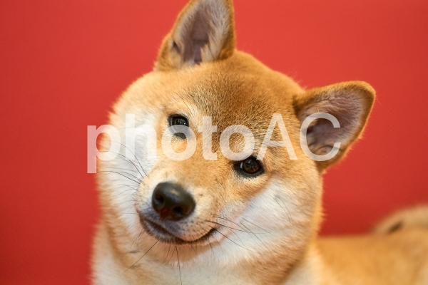ん? ん?の写真