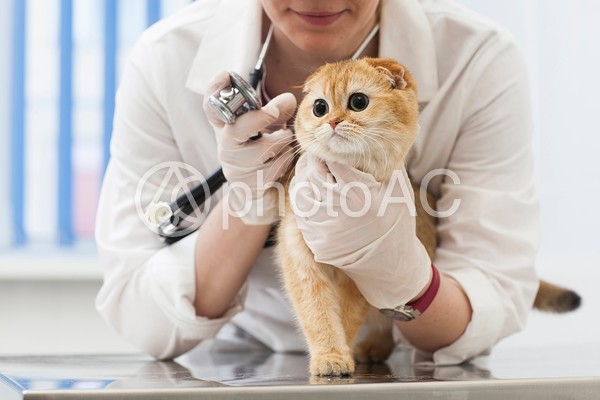 診察を受ける猫21 診察を受ける猫21の写真