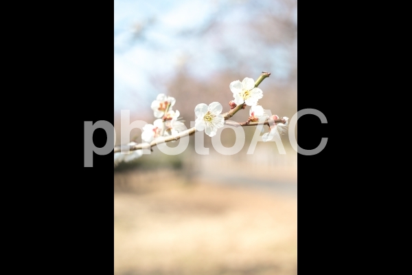 白い梅の花と空 冬の終わりの昼間 白い梅の花と空 冬の終わりの昼間の写真